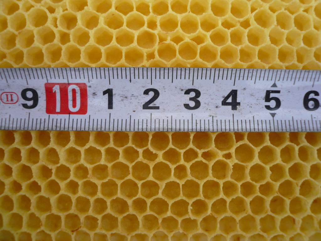Węza i komórka pszczela 4,9 mm