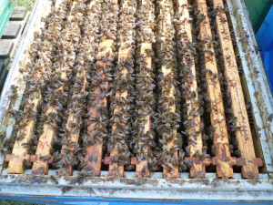 Pszczoły w górnym korpusie